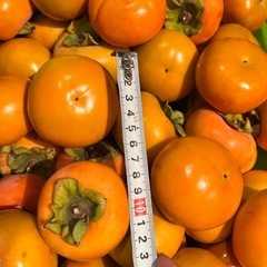【受付停止中】【取引中1〜6番手予約中】秋の味覚　柿　　早い者勝ち　10個100円の画像