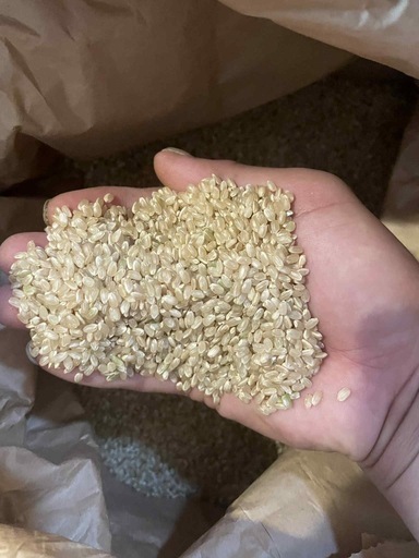⑤ 新米　玄米　キヌヒカリ