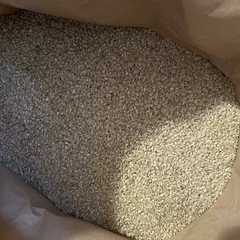 　⑤ 新米　玄米　キヌヒカリの画像