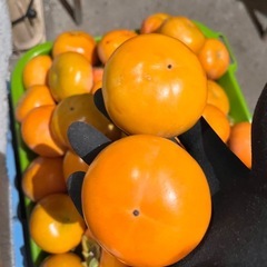 【受付停止中】【取引中1〜6番手予約中】秋の味覚　柿　　早い者勝ち　10個100円の画像