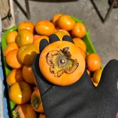 【受付停止中】【取引中1〜6番手予約中】秋の味覚　柿　　早い者勝ち　10個100円の画像