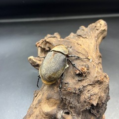 【新成虫】DHパスコアリ♀単53mm ※送料事前連絡にて変更可 ※直接受け渡しに変更可の画像