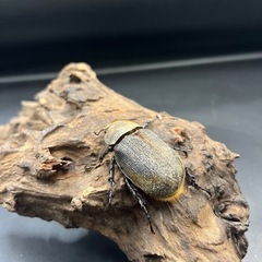 【新成虫】DHパスコアリ♀単53mm ※送料事前連絡にて変更可 ※直接受け渡しに変更可の画像