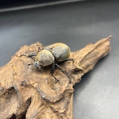 【新成虫】DHパスコアリ♀単53mm ※送料事前連絡にて変更可 ※直接受け渡しに変更可の画像