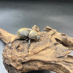 【新成虫】DHパスコアリ♀単53mm ※送料事前連絡にて変更可 ※直接受け渡しに変更可の画像