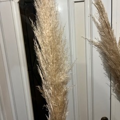 パンパスグラスの画像