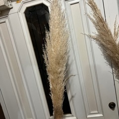 パンパスグラスの画像