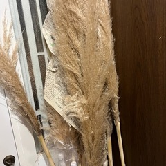 パンパスグラスの画像