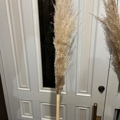 パンパスグラスの画像