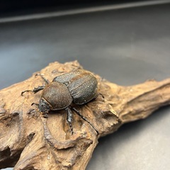 【新成虫】DHパスコアリ♀単58mm の出品です。 ※送料事前連絡にて変更可 ※直接受け渡しに変更可の画像