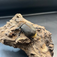 【新成虫】DHパスコアリ♀単58mm の出品です。 ※送料事前連絡にて変更可 ※直接受け渡しに変更可の画像