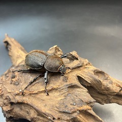 【新成虫】DHパスコアリ♀単58mm の出品です。 ※送料事前連絡にて変更可 ※直接受け渡しに変更可の画像