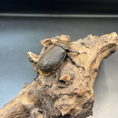 【新成虫】DHパスコアリ♀単58mm の出品です。 ※送料事前連絡にて変更可 ※直接受け渡しに変更可の画像