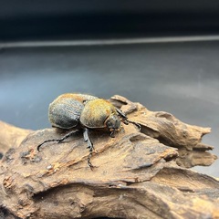 【新成虫】DHパスコアリ♀単63mm ※送料事前連絡にて変更可 ※直接受け渡しに変更可の画像