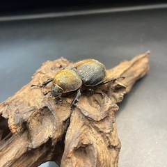 【新成虫】DHパスコアリ♀単63mm ※送料事前連絡にて変更可 ※直接受け渡しに変更可の画像