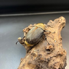 【新成虫】DHパスコアリ♀単63mm ※送料事前連絡にて変更可 ※直接受け渡しに変更可の画像