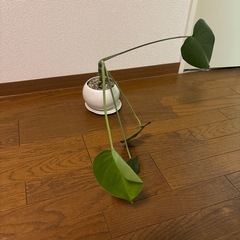 観葉植物の画像