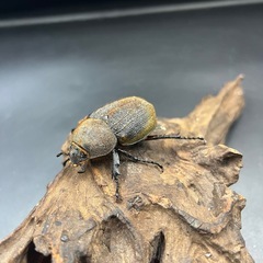 【新成虫】DHパスコアリ♀単55mm ※送料事前連絡にて変更可 ※直接受け渡しに変更可 の画像