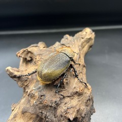 【新成虫】DHパスコアリ♀単55mm ※送料事前連絡にて変更可 ※直接受け渡しに変更可 の画像