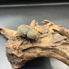 【新成虫】DHパスコアリ♀単55mm ※送料事前連絡にて変更可 ※直接受け渡しに変更可 の画像