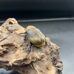 【新成虫】DHパスコアリ♀単55mm ※送料事前連絡にて変更可 ※直接受け渡しに変更可 の画像