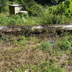 センダン丸太の画像