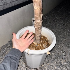 アフリカンプリンス 180cm高の画像