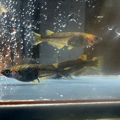 メダカ 心龍🐉 2ペア 極上の画像