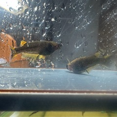 メダカ 心龍🐉 2ペア 極上の画像