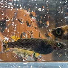 メダカ 心龍🐉 2ペア 極上の画像