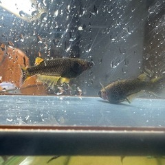 メダカ 心龍🐉 2ペア 極上の画像