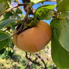 柿・次郎柿5kg 愛知県豊橋産【ご家庭用】の画像