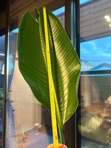*手渡し限定* 特大極楽鳥  高さ178cm超 観葉植物