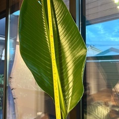 *手渡し限定* 特大極楽鳥  高さ178cm超 観葉植物の画像