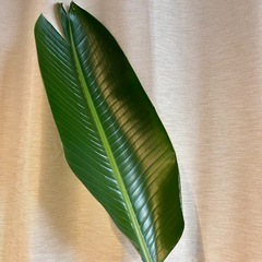 *手渡し限定* 特大極楽鳥  高さ178cm超 観葉植物の画像