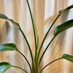 *手渡し限定* 特大極楽鳥  高さ178cm超 観葉植物の画像