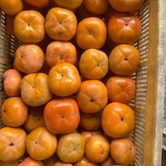 柿・次郎柿5kg 愛知県豊橋産【ご家庭用】の画像