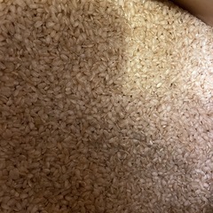 無農薬 山田錦・古玄米 約75kg（保冷庫保存）餌などに／引き取りの画像