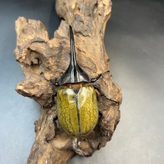 【新成虫】DHヘラクレス♂101mm ※送料事前連絡にて変更可 ※直接受け渡しに変更可の画像