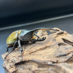 【新成虫】DHヘラクレス♂101mm ※送料事前連絡にて変更可 ※直接受け渡しに変更可の画像