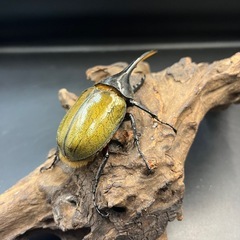 【新成虫】DHヘラクレス♂101mm ※送料事前連絡にて変更可 ※直接受け渡しに変更可の画像