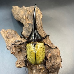 【新成虫】DHヘラクレス♂119mm ※送料事前連絡にて変更可 ※直接受け渡しに変更可の画像