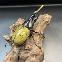 【新成虫】DHヘラクレス♂119mm ※送料事前連絡にて変更可 ※直接受け渡しに変更可の画像
