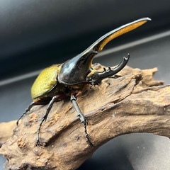 【新成虫】DHヘラクレス♂119mm ※送料事前連絡にて変更可 ※直接受け渡しに変更可の画像
