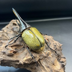 【新成虫】DHヘラクレス♂119mm ※送料事前連絡にて変更可 ※直接受け渡しに変更可の画像