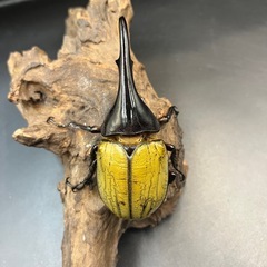 【新成虫】DHヘラクレス♂122mm ※送料事前連絡にて変更可 ※直接受け渡しに変更可の画像