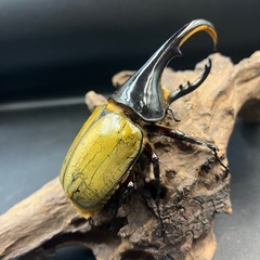 【新成虫】DHヘラクレス♂122mm ※送料事前連絡にて変更可 ※直接受け渡しに変更可の画像