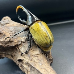 【新成虫】DHヘラクレス♂122mm ※送料事前連絡にて変更可 ※直接受け渡しに変更可の画像
