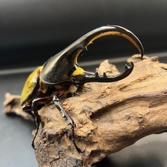 【新成虫】DHヘラクレス♂122mm ※送料事前連絡にて変更可 ※直接受け渡しに変更可の画像