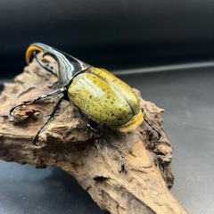 【新成虫】DHヘラクレス♂127mm ※送料事前連絡にて変更可 ※直接受け渡しに変更可の画像